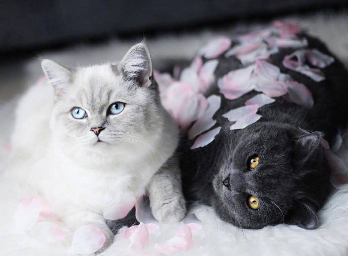 点击大图看下一张：一组超有爱的灰色小猫和白色小猫图片