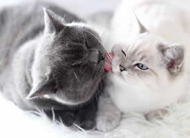 一组超有爱的灰色小猫和白色小猫图片