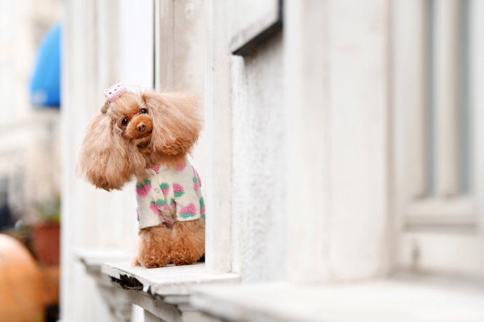 点击大图看下一张：一组超级可爱的棕色小狗狗图片欣赏