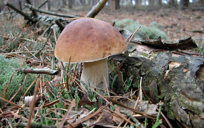 点击大图看下一张：这些蘑菇有的美丽，有的素朴 有的漂亮