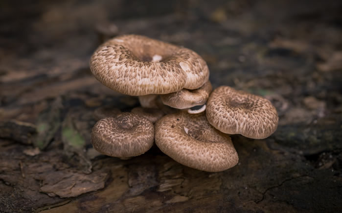 点击大图看下一张：这些蘑菇有的美丽，有的素朴 有的漂亮