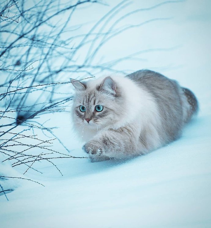 点击大图看下一张：一组胖胖的有着雪白的毛毛的猫咪