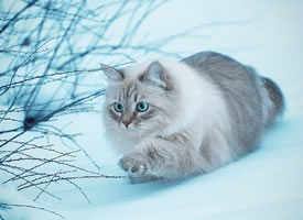 一组胖胖的有着雪白的毛毛的猫咪
