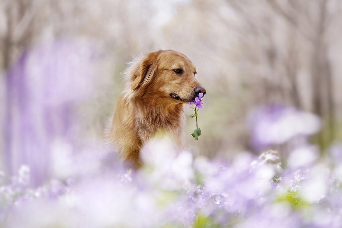 点击大图看下一张：春天是狗狗们不可错过的拍照季节