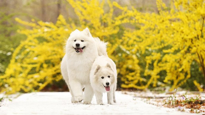 点击大图看下一张：两只萨摩映着迎春花在雪地中奔跑的场景