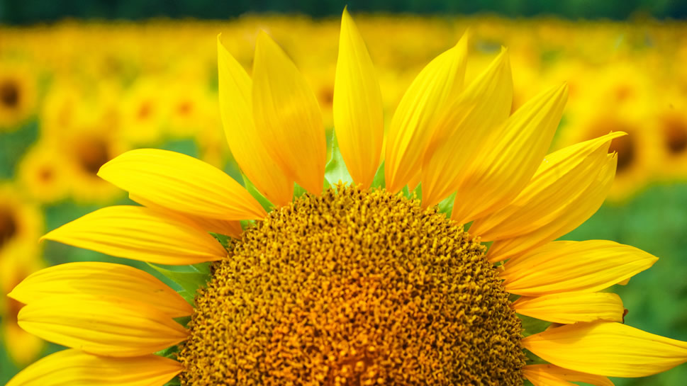 点击大图看下一张：一组高清的向日葵花美丽图片大全
