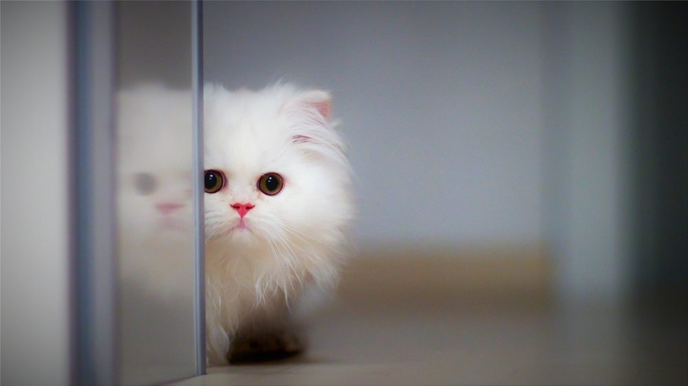 点击大图看下一张：可爱萌宠猫咪高清桌面壁纸欣赏