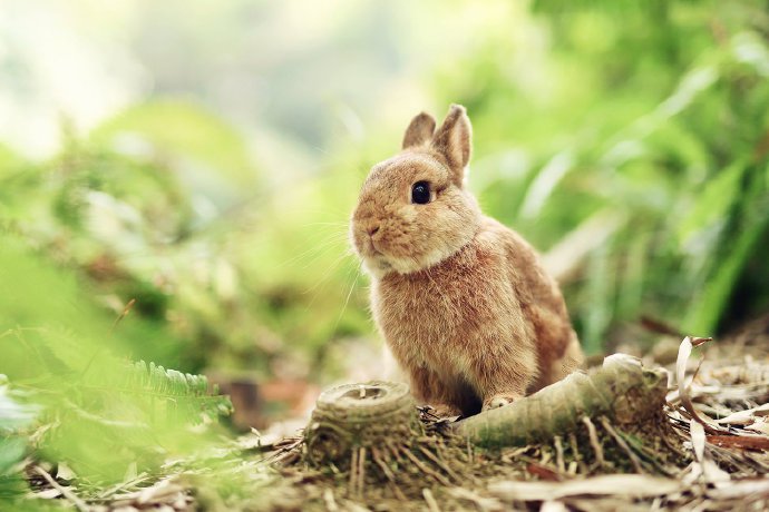 点击大图看下一张：两只超级可爱的小兔子图片欣赏