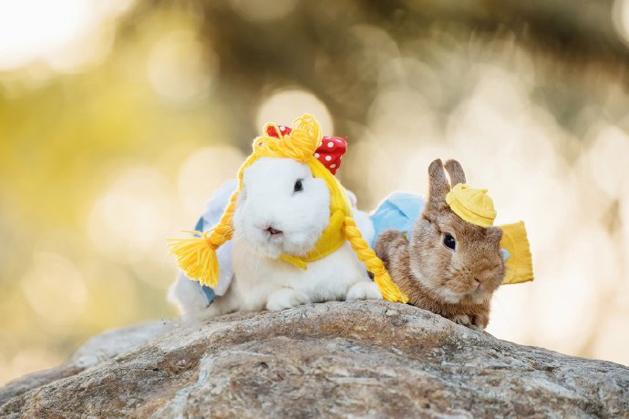 点击大图看下一张：两只超级可爱的小兔子图片欣赏