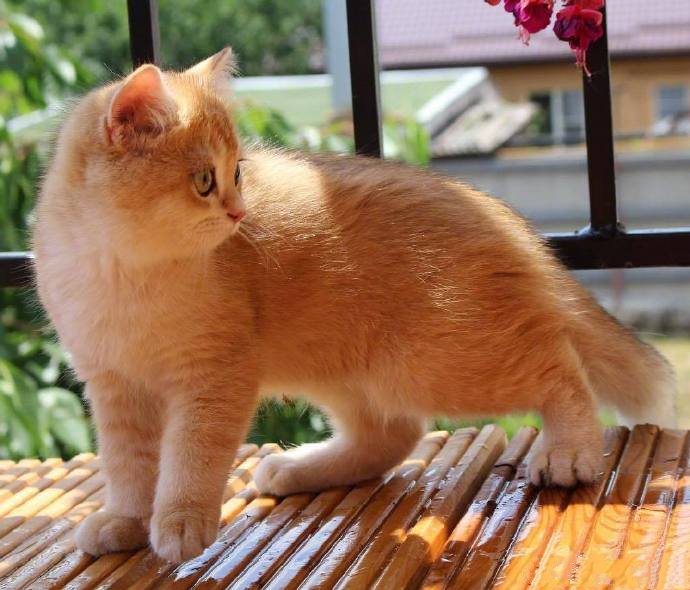 点击大图看下一张：一只超漂亮的橘色小猫图片欣赏