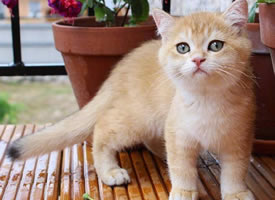 一只超漂亮的橘色小猫图片欣赏