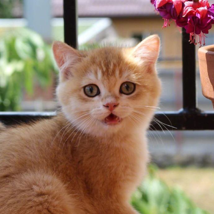 点击大图看下一张：一只超漂亮的橘色小猫图片欣赏