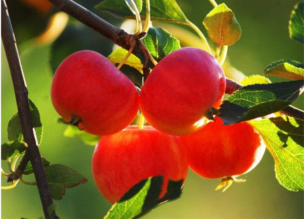 点击大图看下一张：挂在树上超级新鲜又红红的苹果