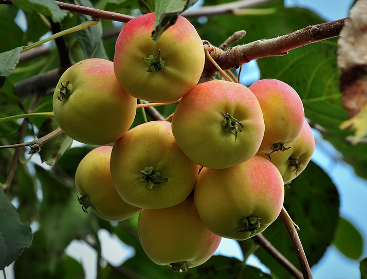 点击大图看下一张：挂在树上超级新鲜又红红的苹果