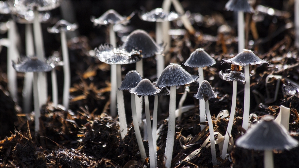 点击大图看下一张：漂亮的野生蘑菇高清图片欣赏
