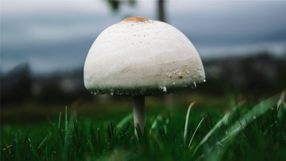 点击大图看下一张：漂亮的野生蘑菇高清图片欣赏
