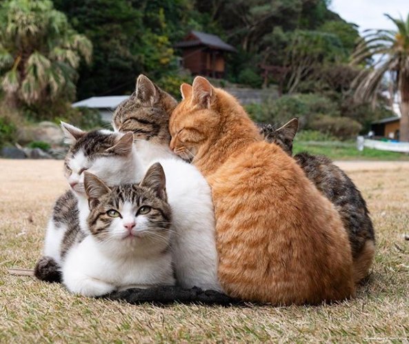 点击大图看下一张：这个猫猫社团真是又萌又凶