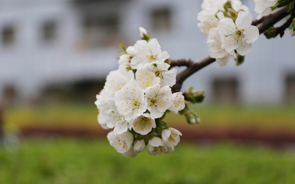 点击大图看下一张：一组春日唯美樱花高清图片欣赏
