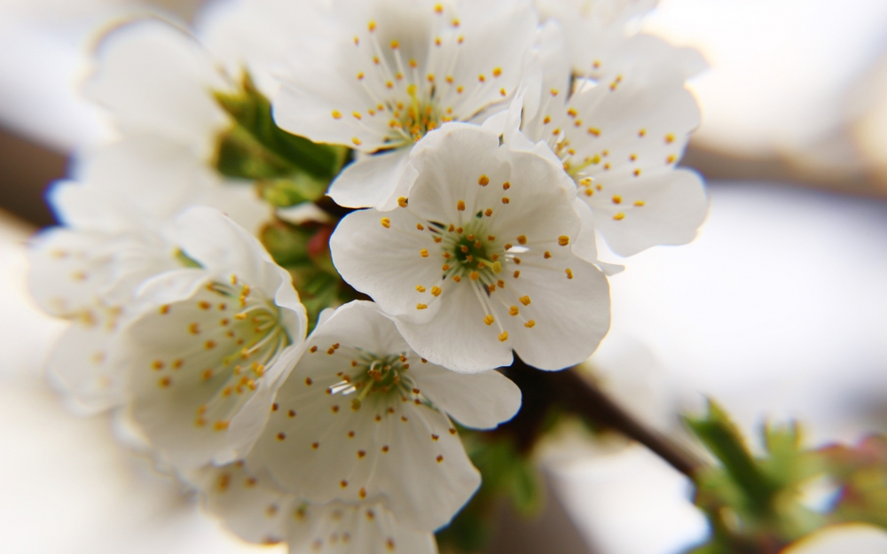 点击大图看下一张：一组春日唯美樱花高清图片欣赏