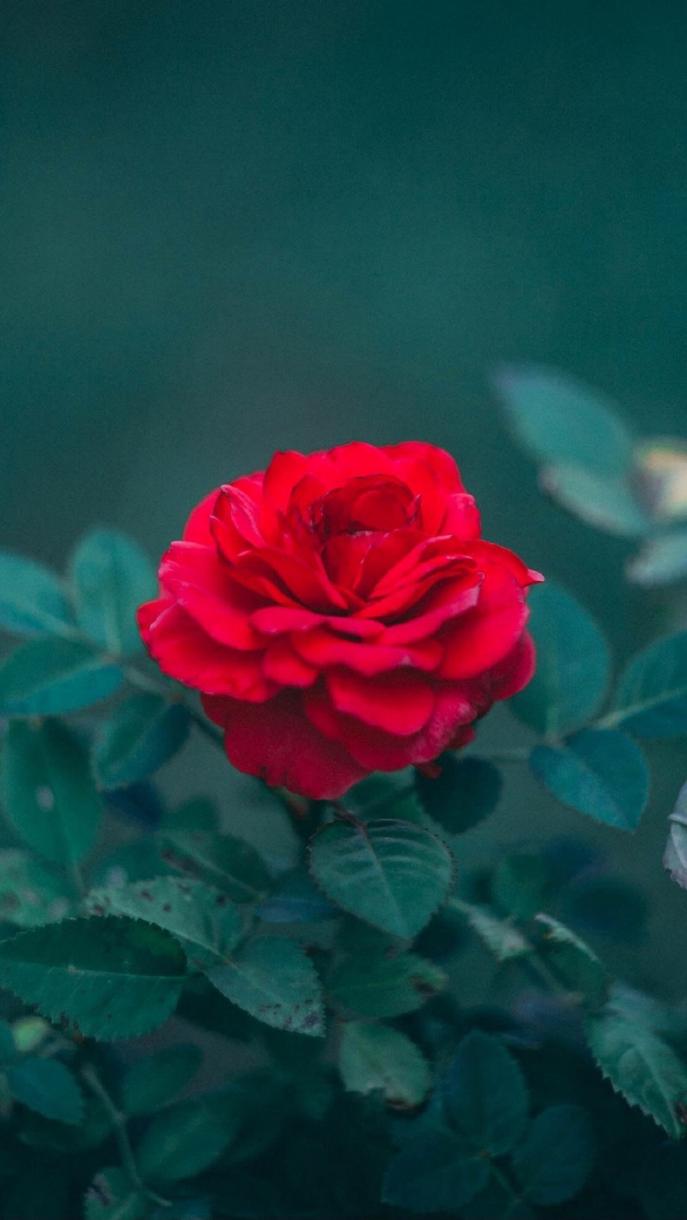 点击大图看下一张：娇艳红玫瑰唯美高清图片欣赏