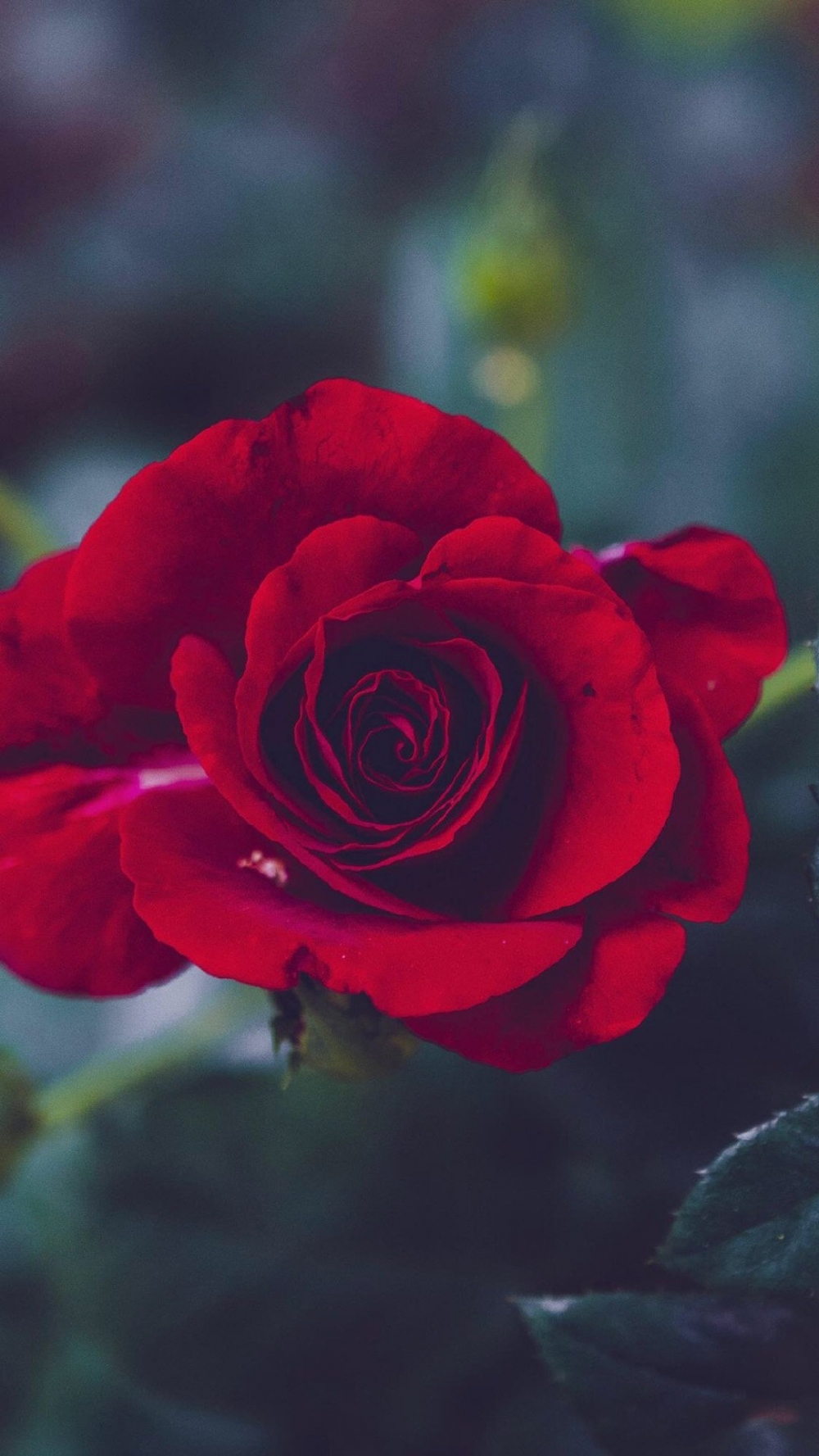 点击大图看下一张：娇艳红玫瑰唯美高清图片欣赏