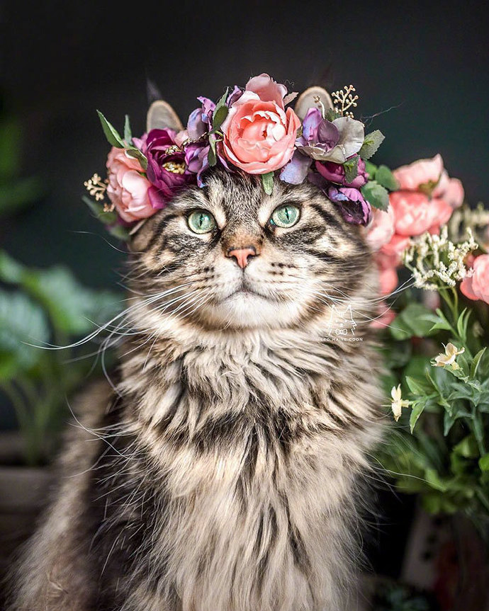 点击大图看下一张：一组戴着花环超高颜值的猫猫图片欣赏