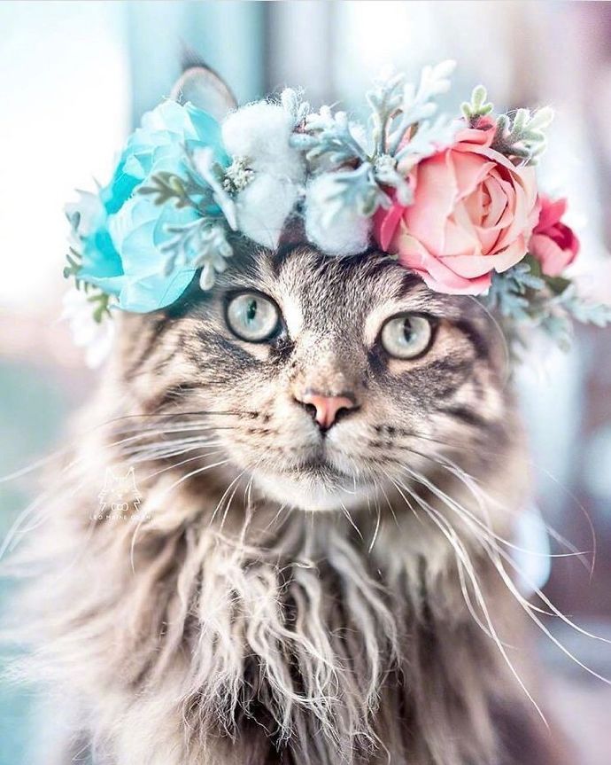 点击大图看下一张：一组戴着花环超高颜值的猫猫图片欣赏