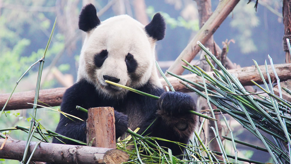 点击大图看下一张：一组稀有动物大熊猫图片欣赏