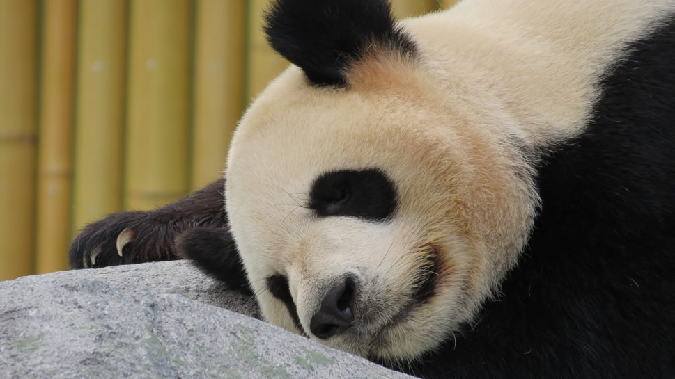 点击大图看下一张：一组稀有动物大熊猫图片欣赏