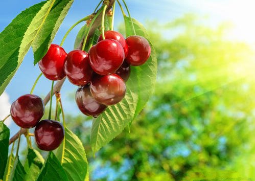 点击大图看下一张：一组挂在树上红彤彤的樱桃图片欣赏