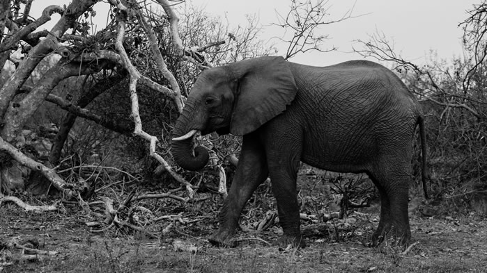 点击大图看下一张：一组强壮的野生大象高清图片欣赏