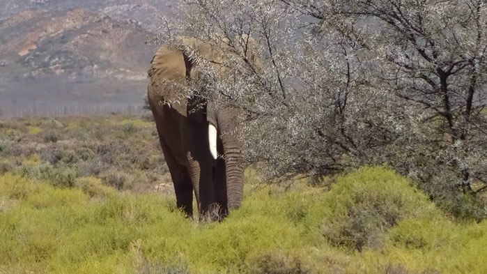 点击大图看下一张：一组强壮的野生大象高清图片欣赏