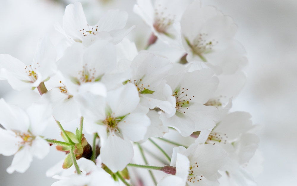 点击大图看下一张：烂漫纯白樱花唯美高清桌面壁纸