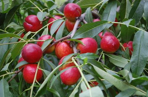 点击大图看下一张：一组挂在树上红彤彤十分诱人的桃子