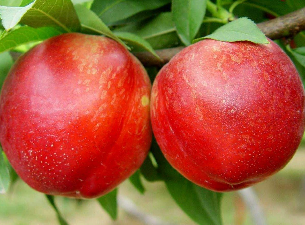 点击大图看下一张：一组挂在树上红彤彤十分诱人的桃子