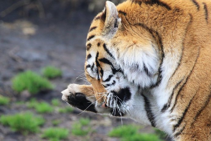 点击大图看下一张：春日暖阳里惬意的虎大王图片欣赏