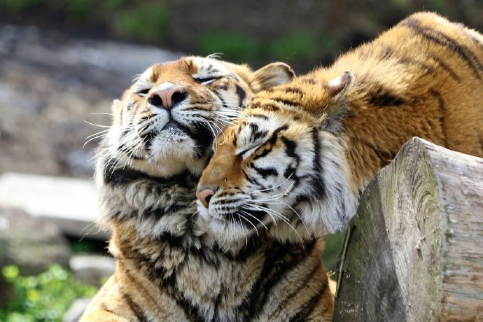 点击大图看下一张：春日暖阳里惬意的虎大王图片欣赏