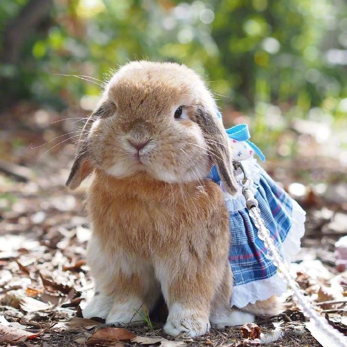 点击大图看下一张：可爱的小兔叽taffy，羡慕它有那么多可爱的小衣服~