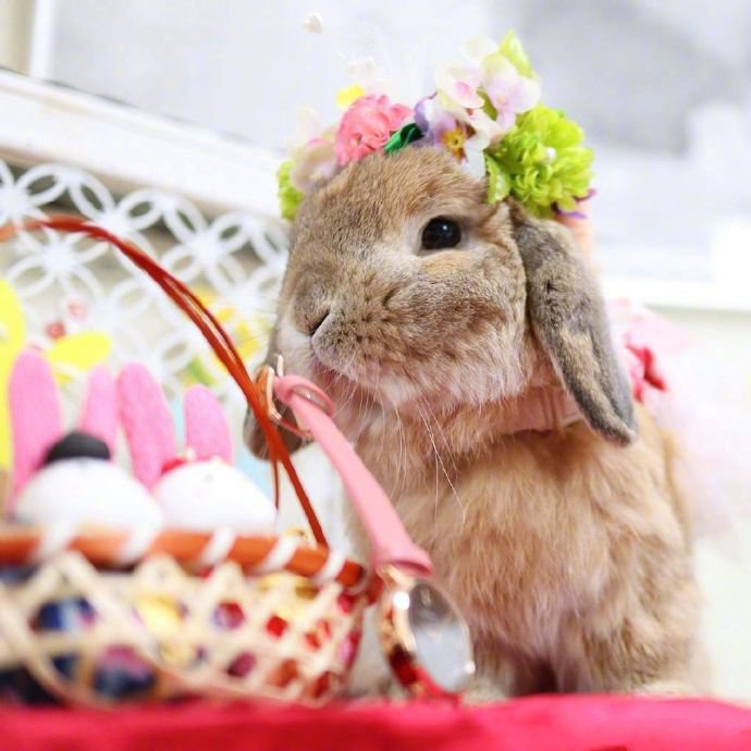 点击大图看下一张：可爱的小兔叽taffy，羡慕它有那么多可爱的小衣服~