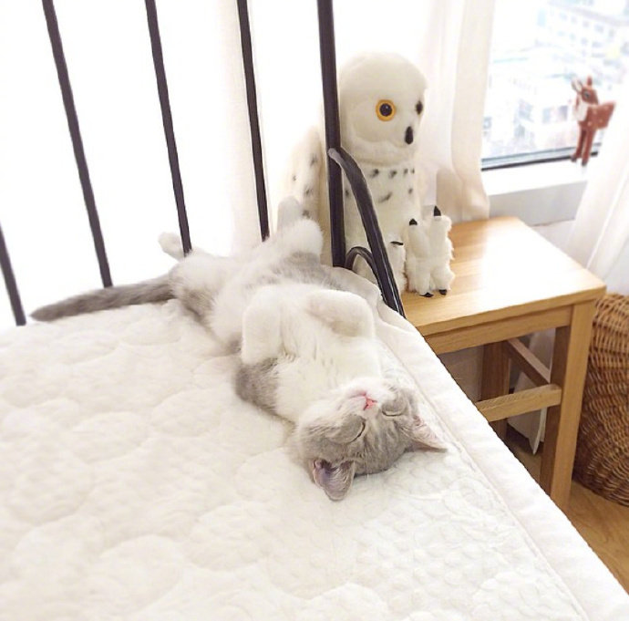 点击大图看下一张：一组雪白雪白的猫猫看起来非常好看