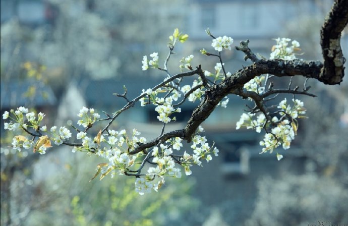 点击大图看下一张：花径风来百样香，春深郊野景殊常