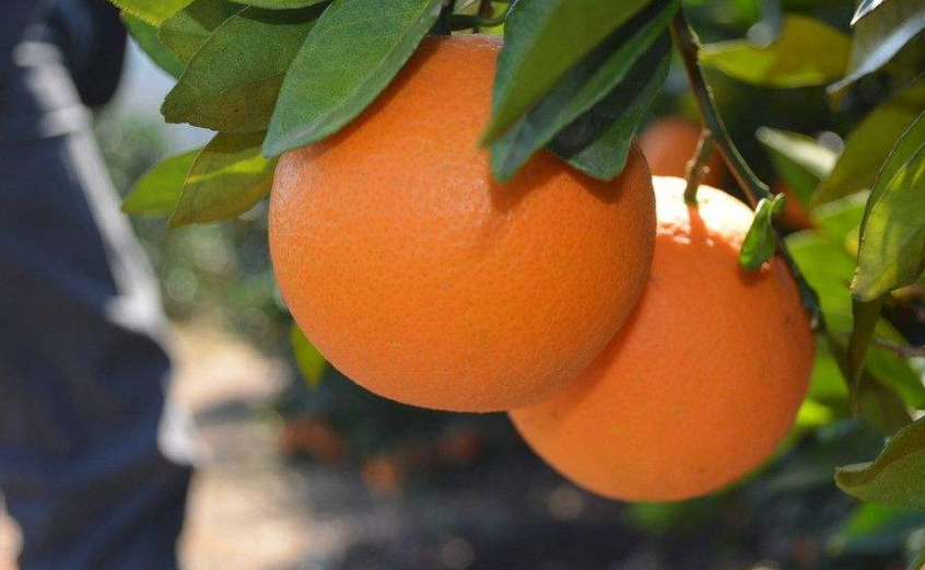 点击大图看下一张：一组超级新鲜的橙子高清图片欣赏