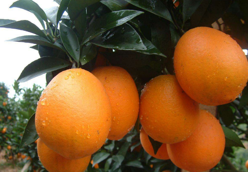 点击大图看下一张：一组超级新鲜的橙子高清图片欣赏