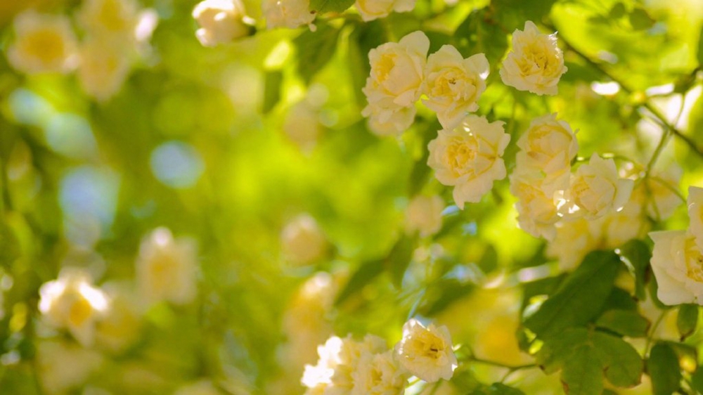 点击大图看下一张：春季清新唯美花卉图片电脑壁纸