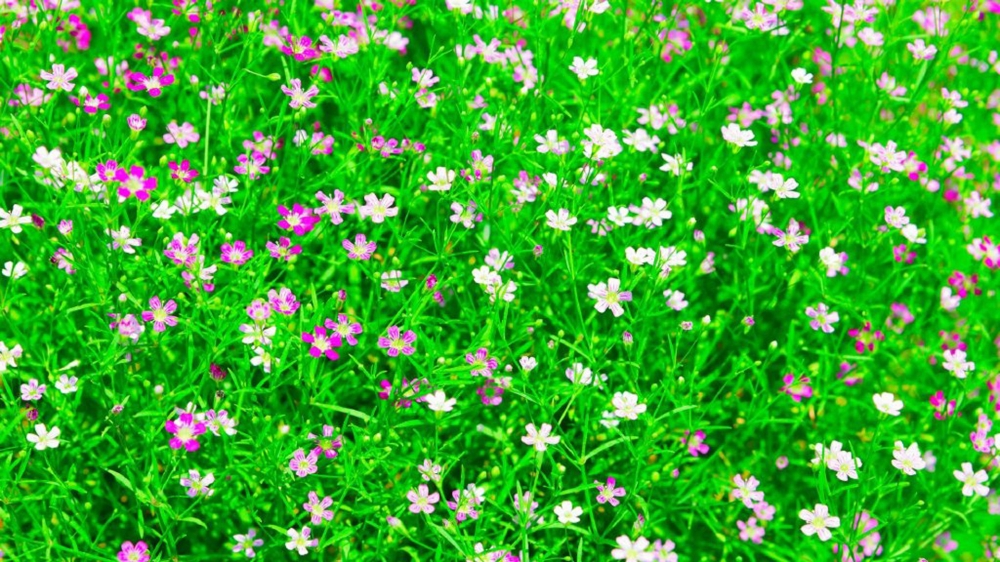 点击大图看下一张：春季清新唯美花卉图片电脑壁纸