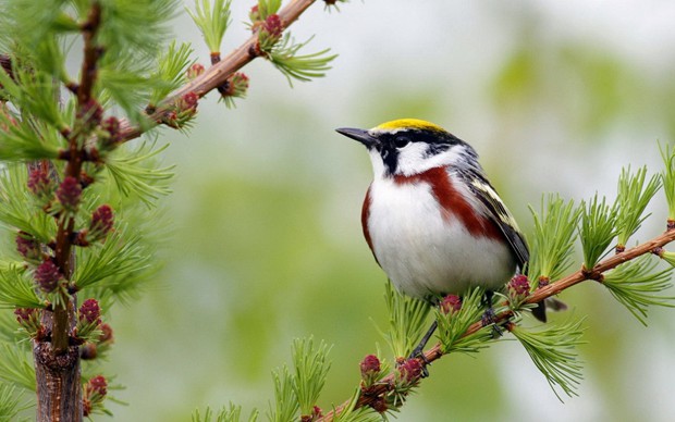 点击大图看下一张：一组超级可爱的野外小鸟图片欣赏
