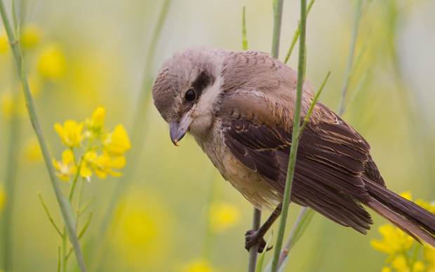 点击大图看下一张：一组超级可爱的野外小鸟图片欣赏