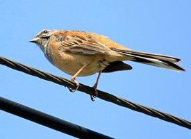 灰眉岩鹀鸟是一种细小的鸟类品种