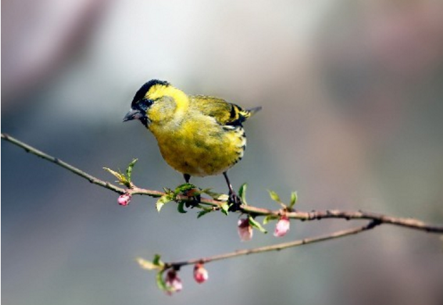 点击大图看下一张：一只巴掌大爱吃嫩芽、种子以及少量昆虫的鲜黄色小鸟
