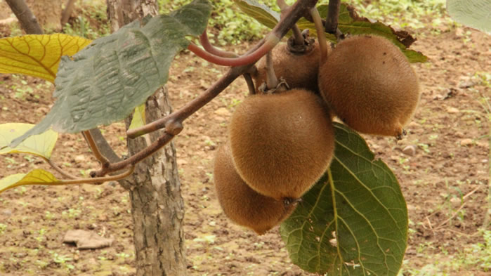 点击大图看下一张：一组树上成熟的猕猴桃图片欣赏
